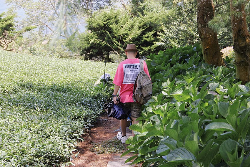 許家茶園 許家茶園民宿露營茶聚香片藍色小精靈