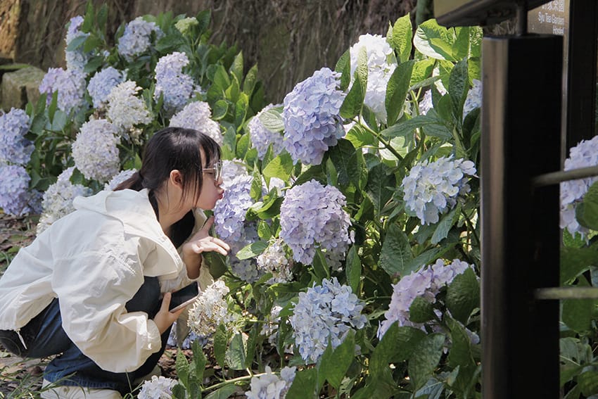 許家茶園 許家茶園民宿露營茶聚香片藍色小精靈