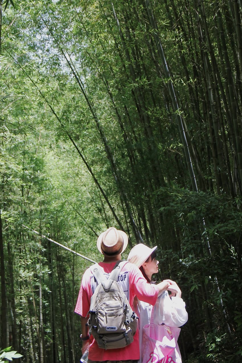 許家茶園 梅山綠色隧道