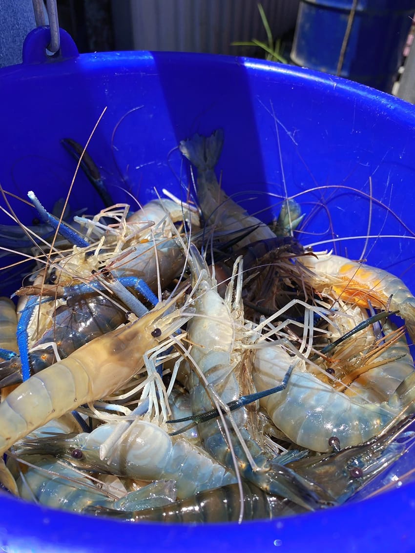 宜蘭蘭楊蟹莊菜單 親子釣蝦場7.JPEG 宜蘭蘭楊蟹莊菜單 親子釣蝦場7.JPEG