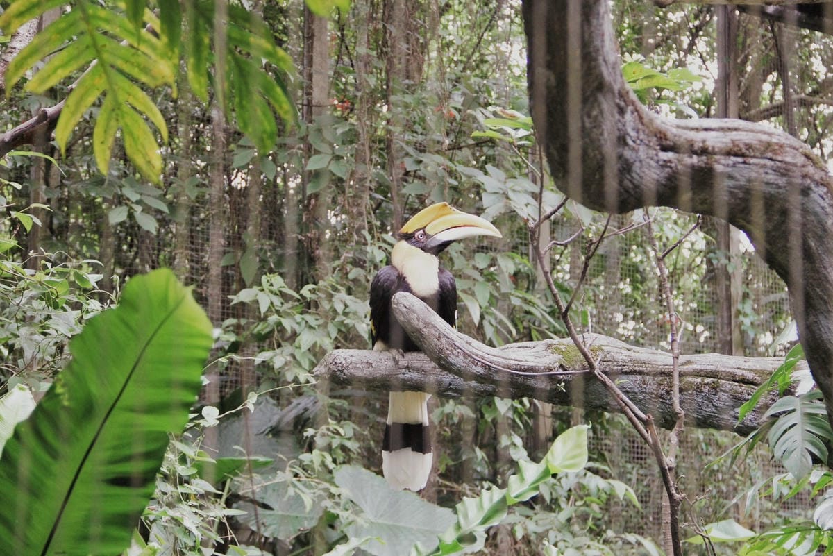 走一趟Taipei Zoo台北市立動物園，進入回春時光，必逛熱帶雨林館！