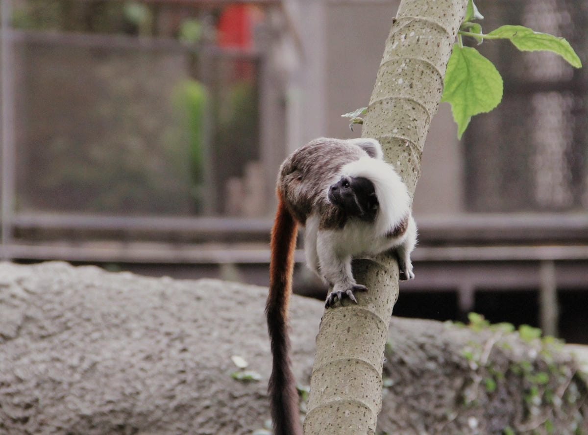走一趟Taipei Zoo台北市立動物園，進入回春時光，必逛熱帶雨林館！