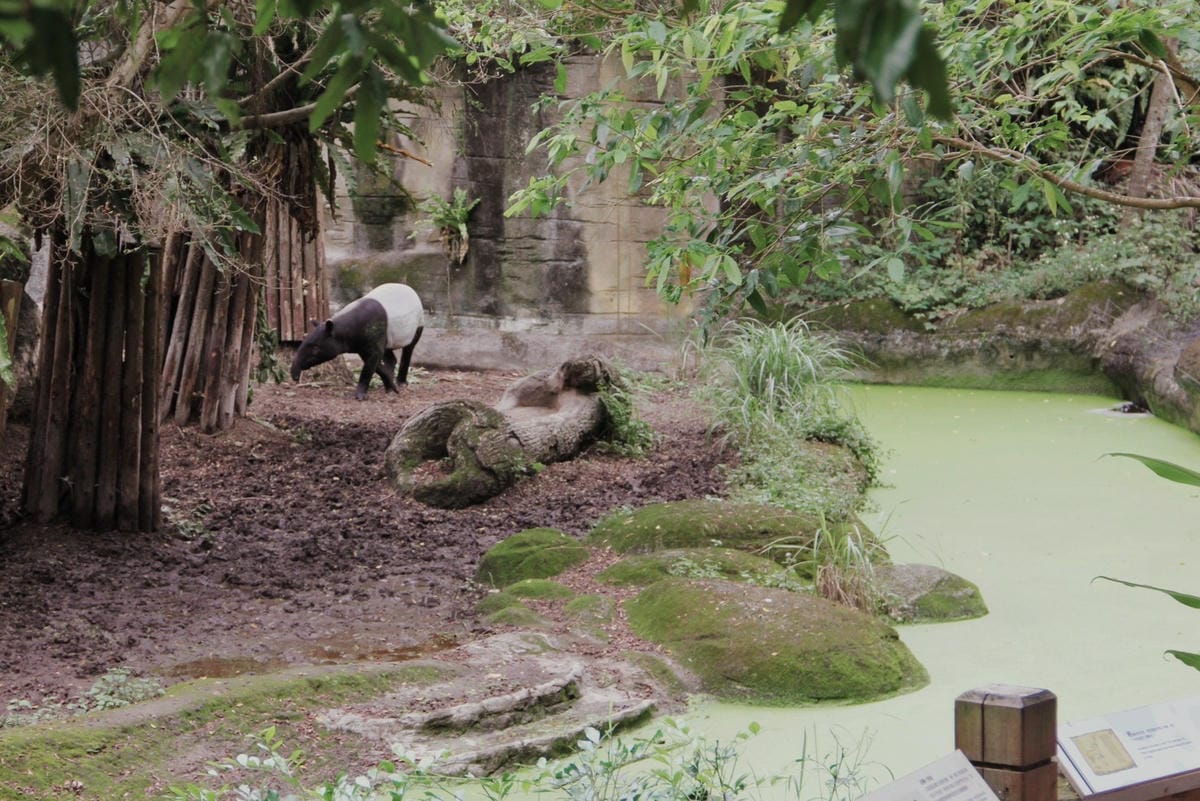走一趟Taipei Zoo台北市立動物園，進入回春時光，必逛熱帶雨林館！