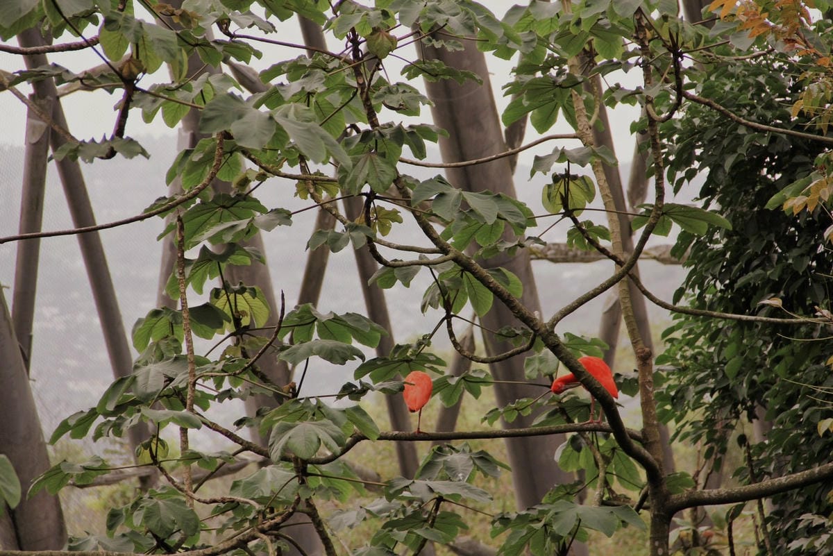 走一趟Taipei Zoo台北市立動物園，進入回春時光，必逛熱帶雨林館！