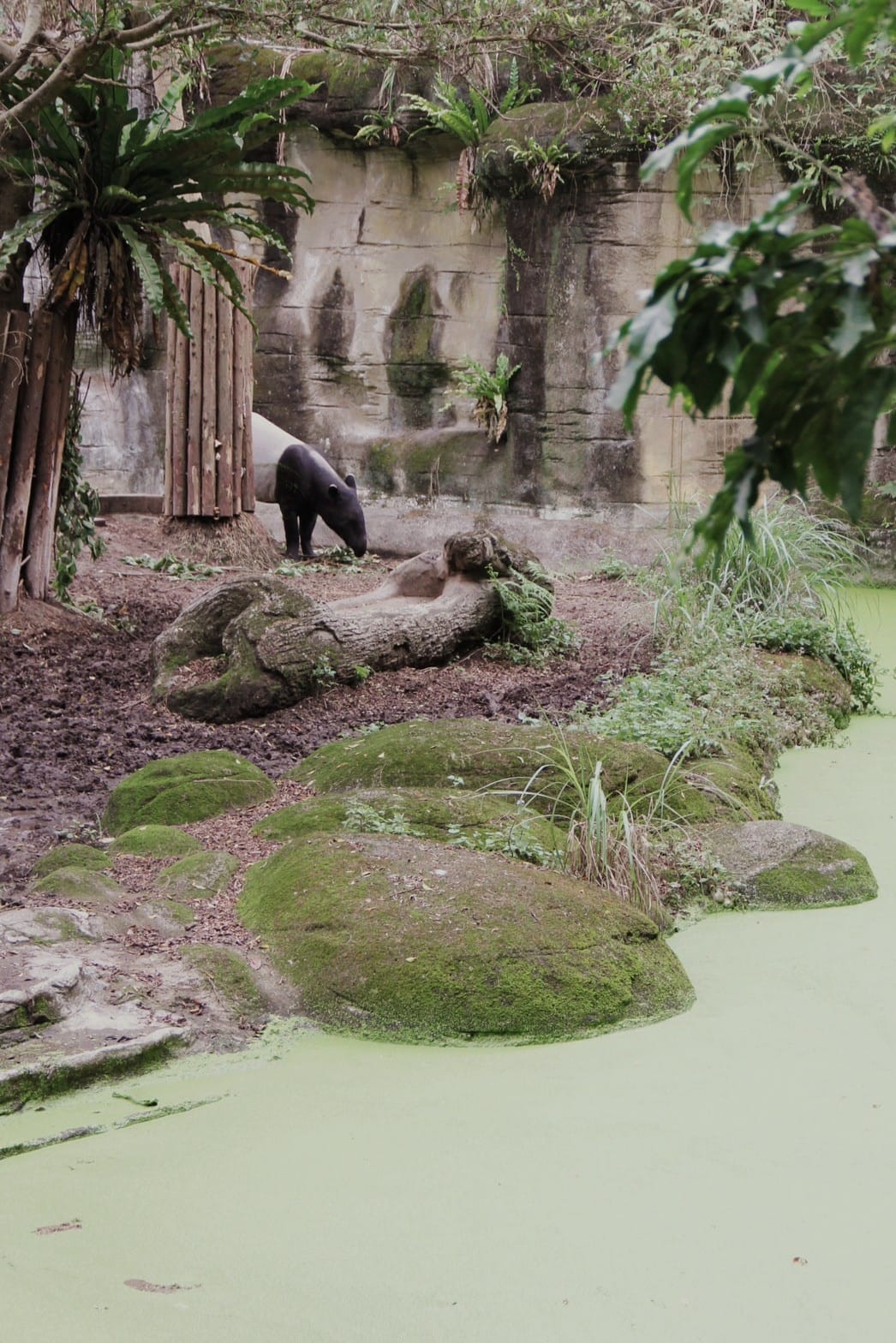 走一趟Taipei Zoo台北市立動物園，進入回春時光，必逛熱帶雨林館！