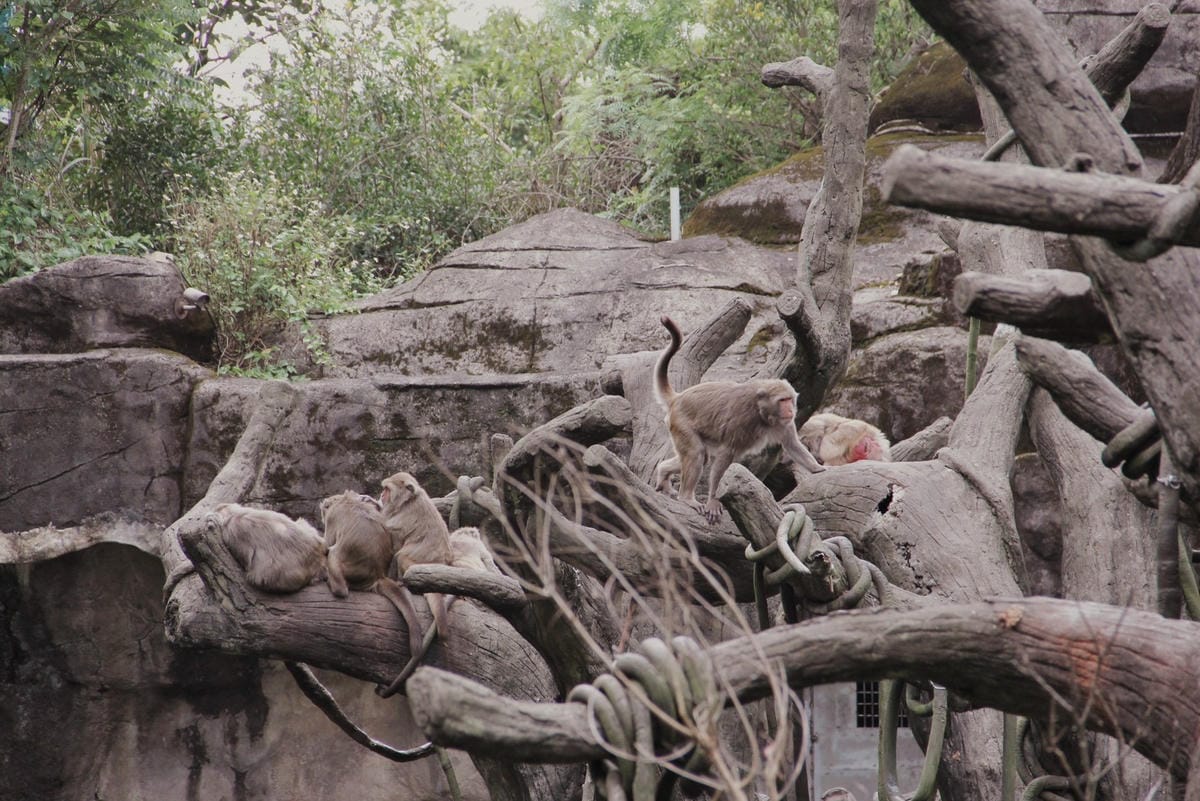 走一趟Taipei Zoo台北市立動物園，進入回春時光，必逛熱帶雨林館！