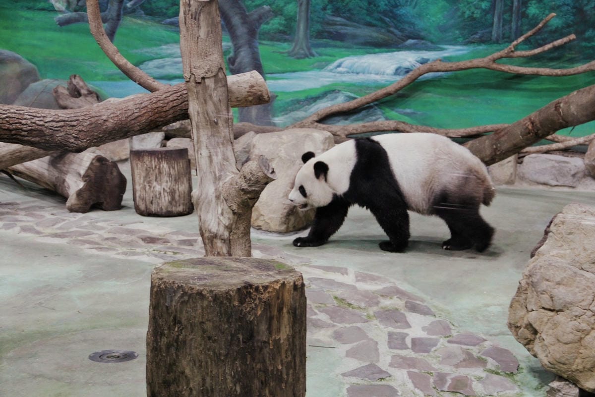 走一趟Taipei Zoo台北市立動物園，進入回春時光，必逛熱帶雨林館！