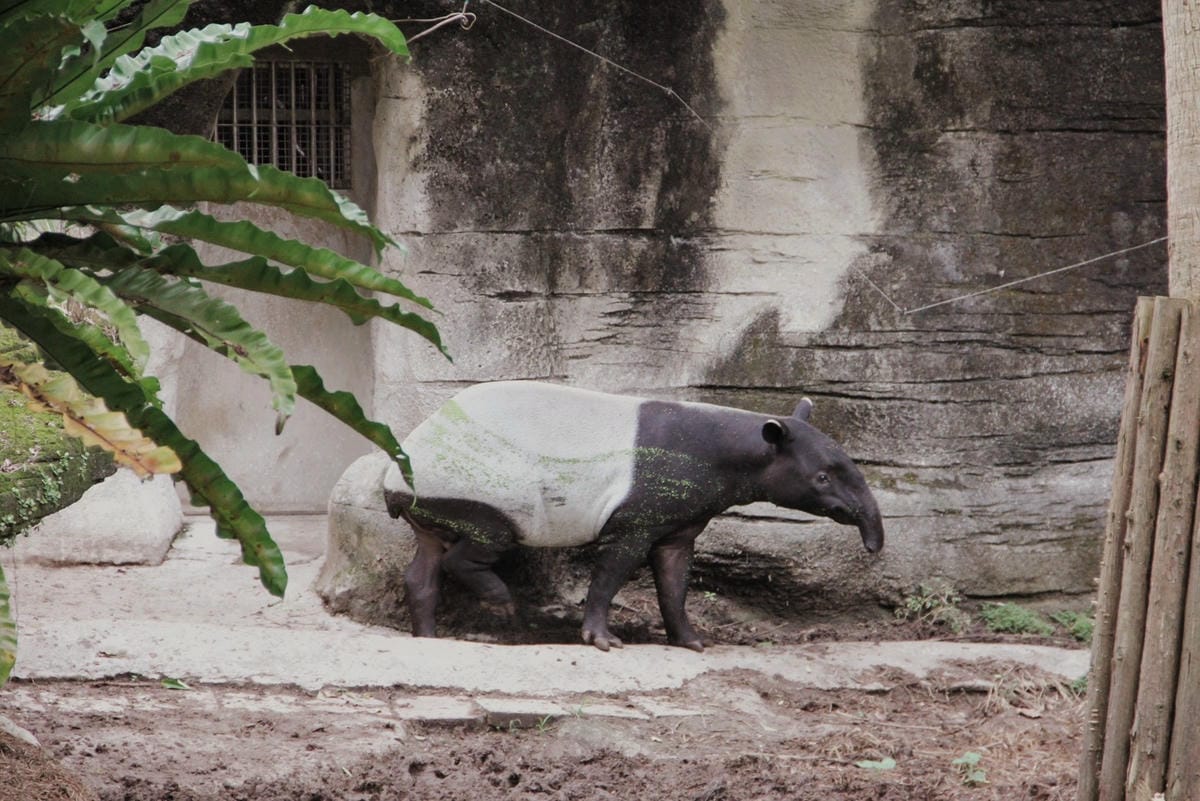 走一趟Taipei Zoo台北市立動物園，進入回春時光，必逛熱帶雨林館！
