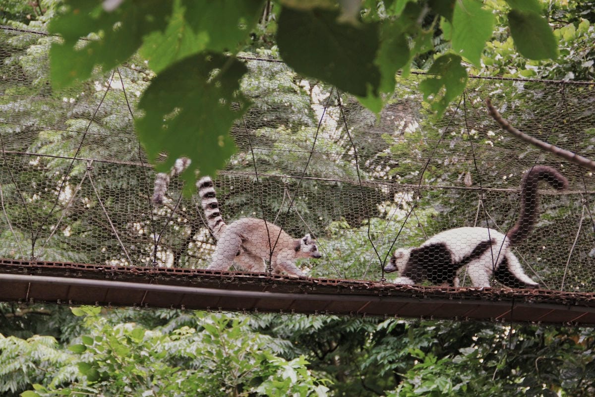 走一趟Taipei Zoo台北市立動物園，進入回春時光，必逛熱帶雨林館！