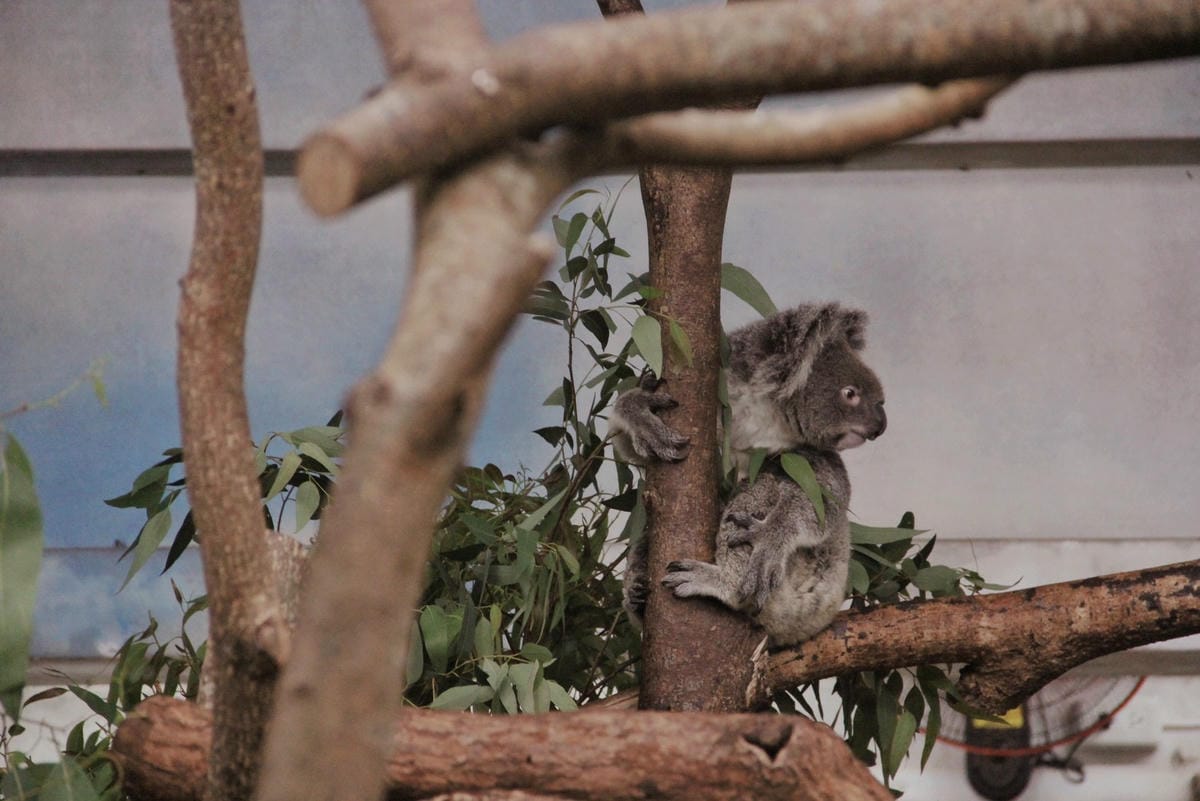 走一趟Taipei Zoo台北市立動物園，進入回春時光，必逛熱帶雨林館！