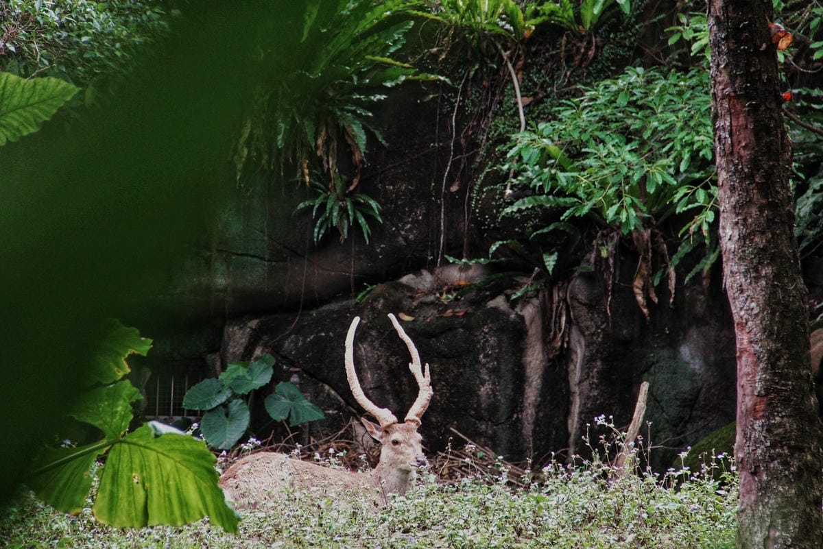 走一趟Taipei Zoo台北市立動物園，進入回春時光，必逛熱帶雨林館！