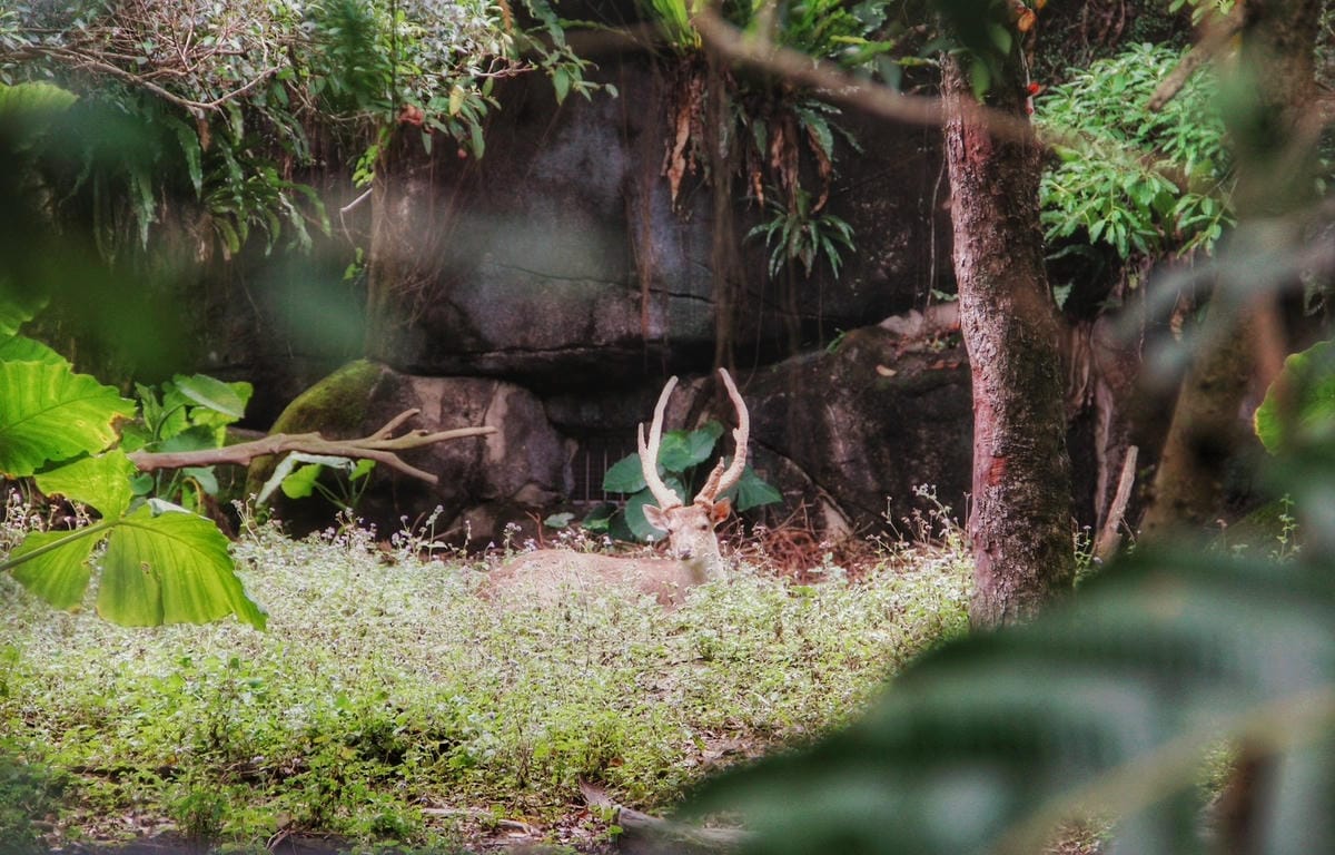 走一趟Taipei Zoo台北市立動物園，進入回春時光，必逛熱帶雨林館！