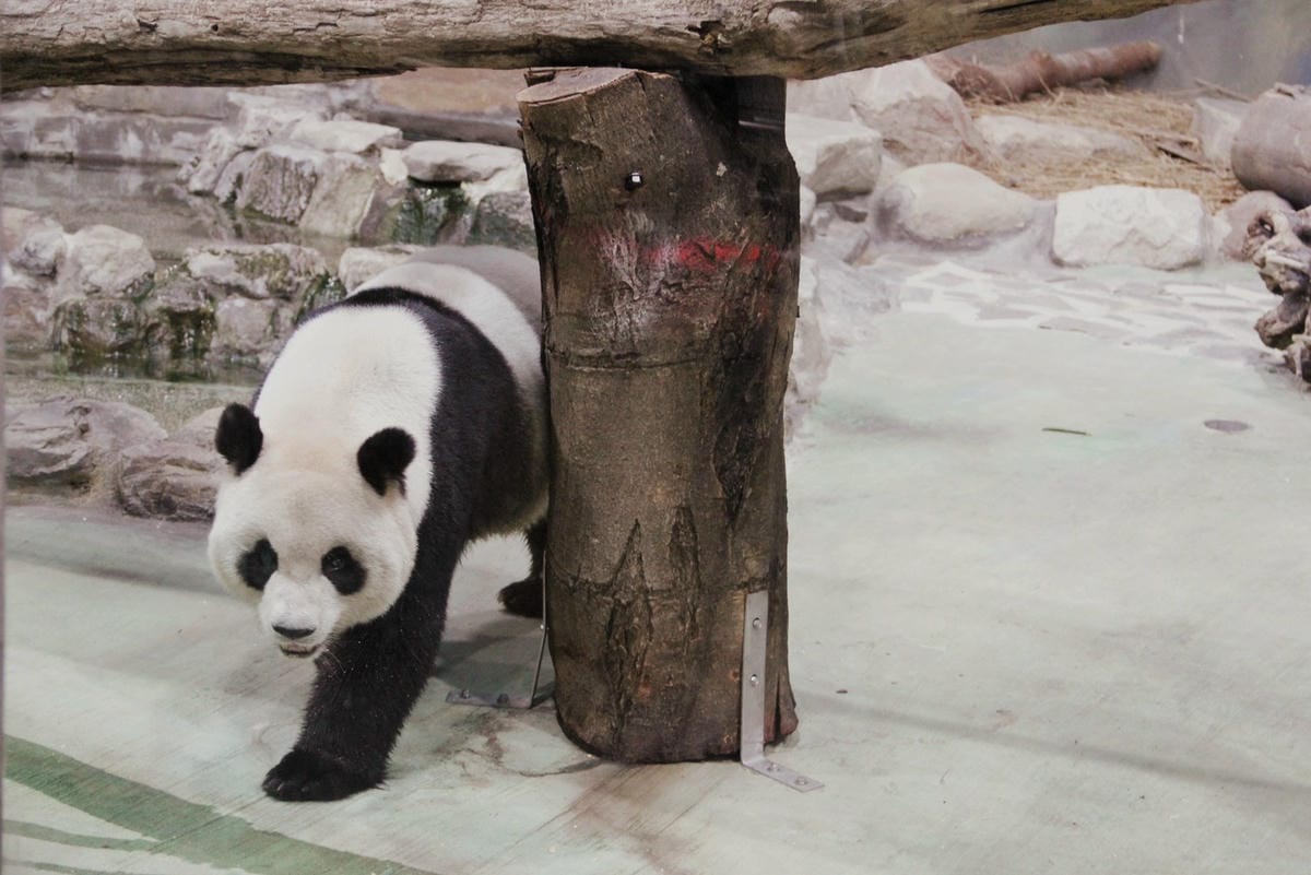 走一趟Taipei Zoo台北市立動物園，進入回春時光，必逛熱帶雨林館！