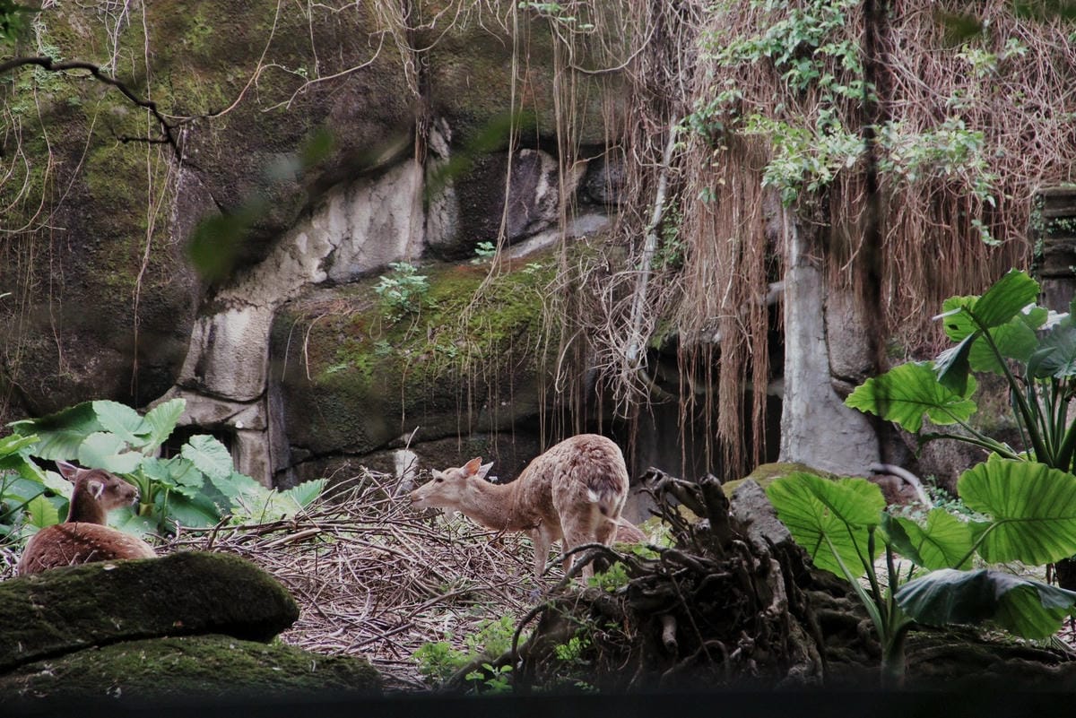 走一趟Taipei Zoo台北市立動物園，進入回春時光，必逛熱帶雨林館！