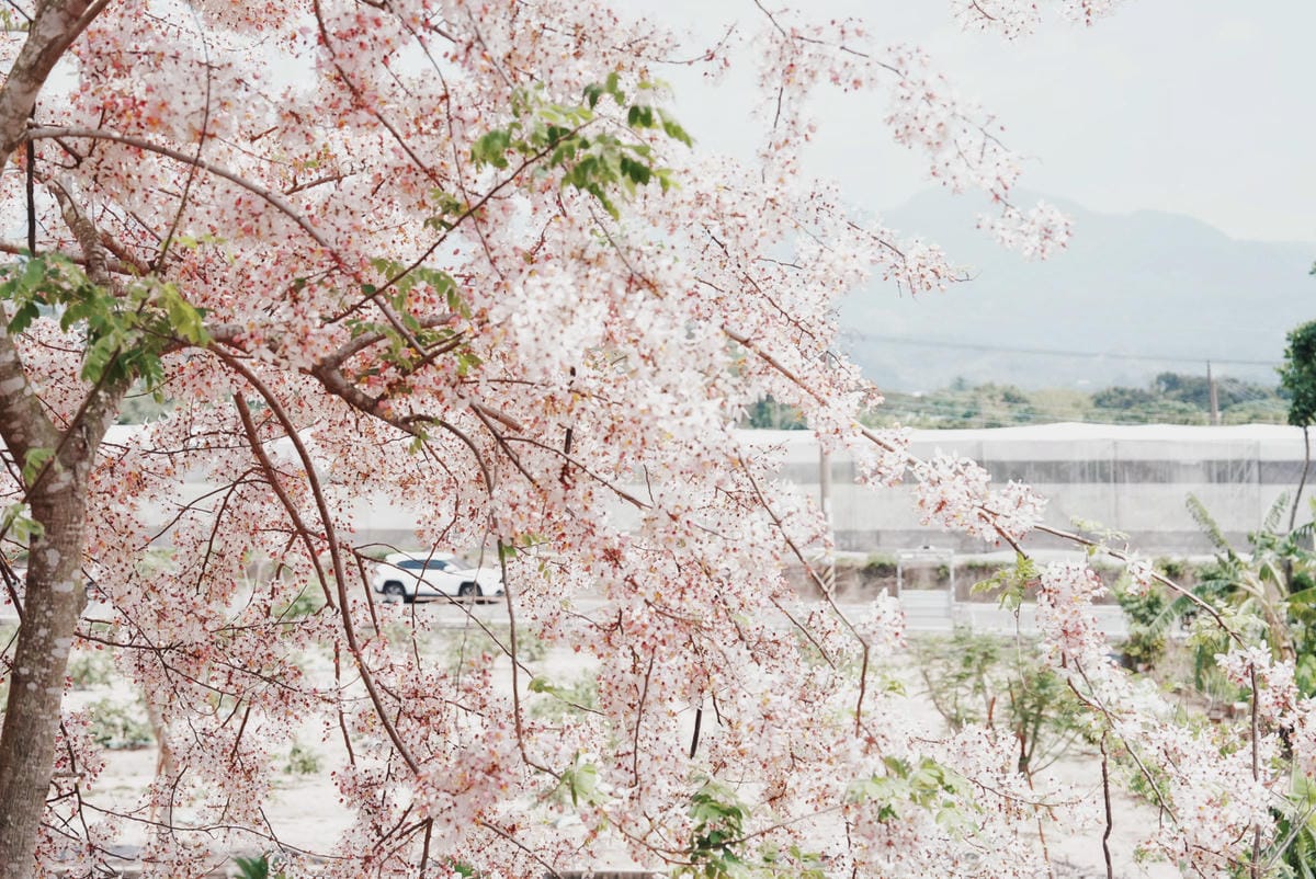 花旗木台南玥園思親步道53.JPG 花旗木台南玥園思親步道53.JPG
