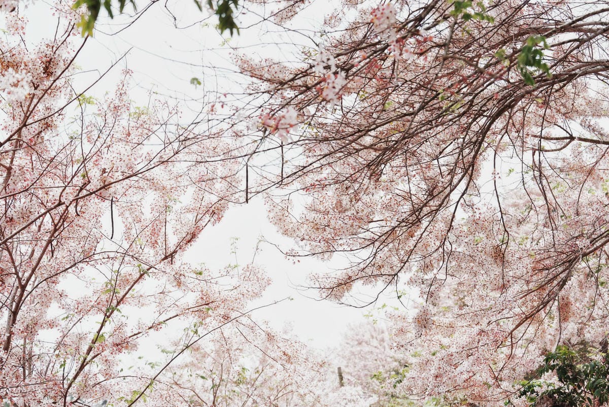 花旗木台南玥園思親步道61.JPG 花旗木台南玥園思親步道61.JPG