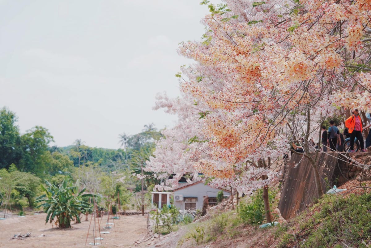 花旗木台南玥園思親步道74.JPG 花旗木台南玥園思親步道74.JPG