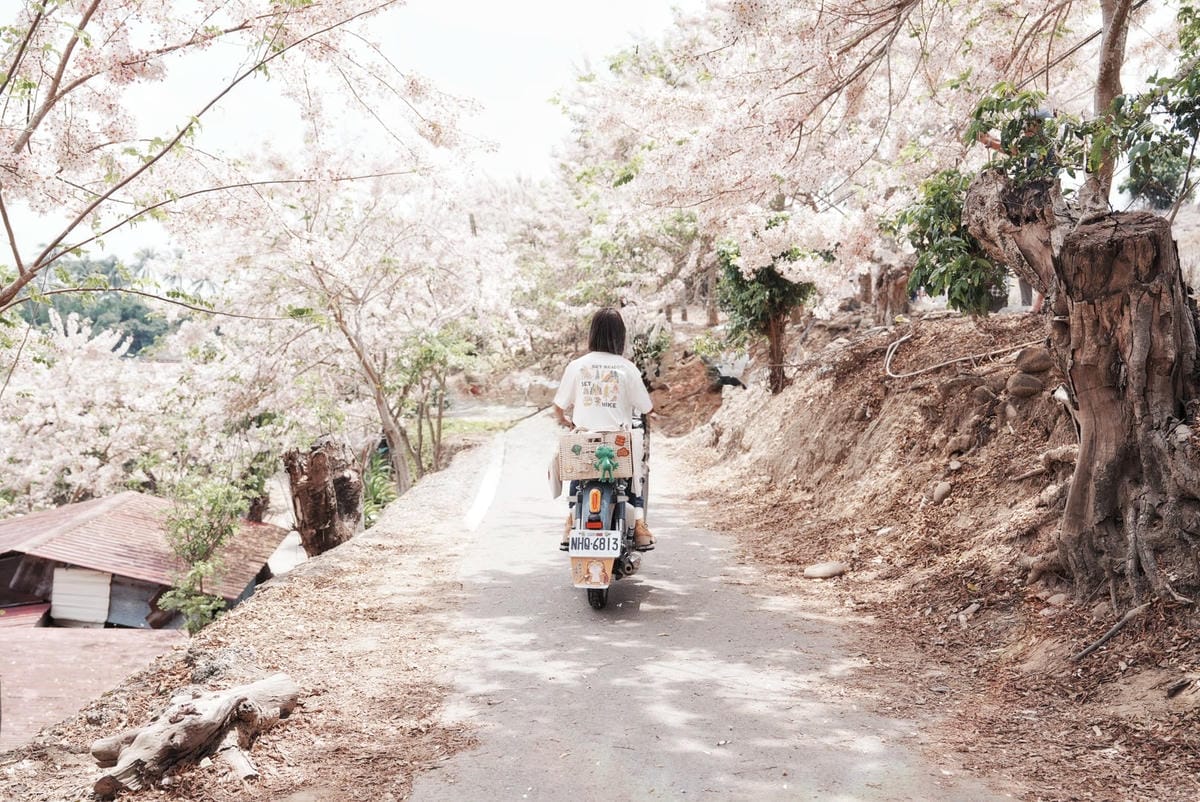 花旗木台南玥園思親步道59.jpg 花旗木台南玥園思親步道59.jpg