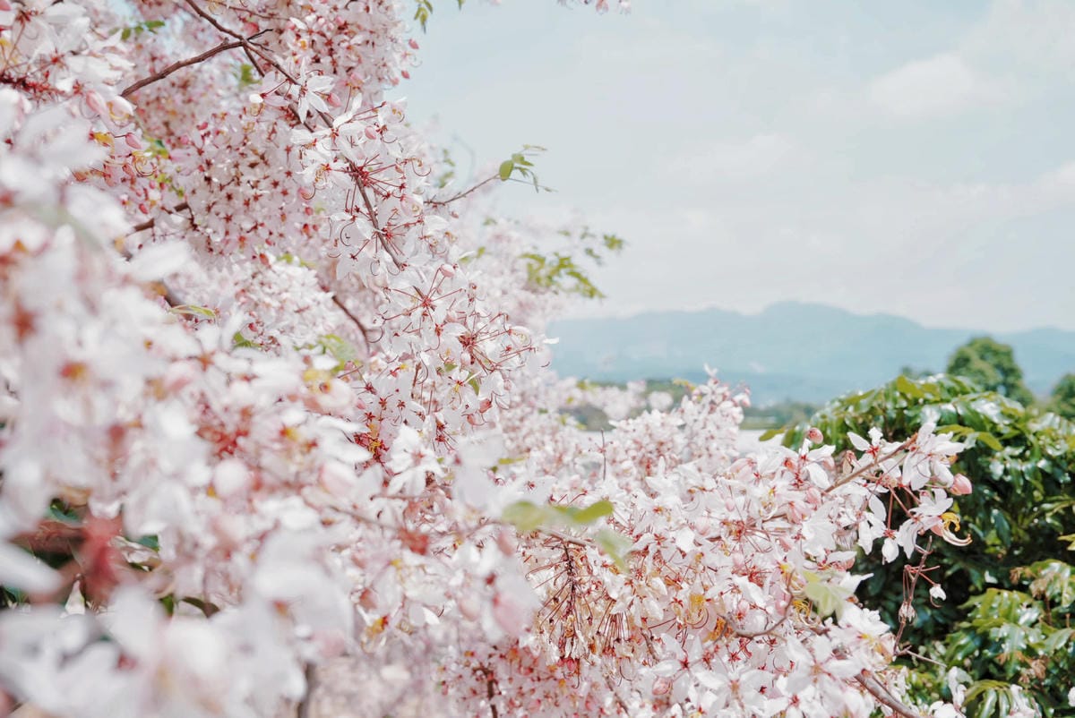 花旗木台南玥園思親步道38.JPG 花旗木台南玥園思親步道38.JPG