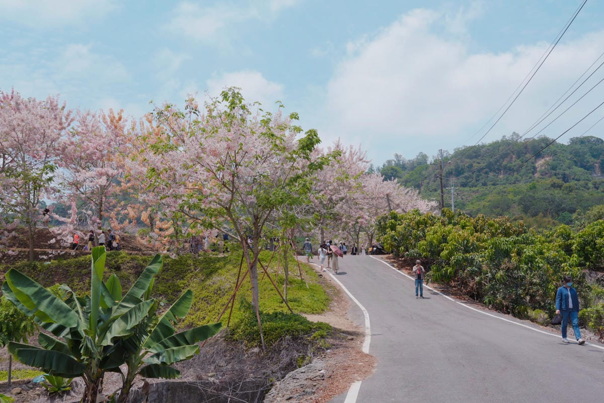 花旗木台南玥園思親步道75.JPG 花旗木台南玥園思親步道75.JPG