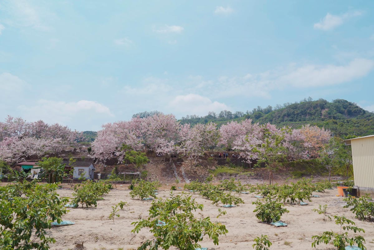 花旗木台南玥園思親步道7.JPG 花旗木台南玥園思親步道7.JPG