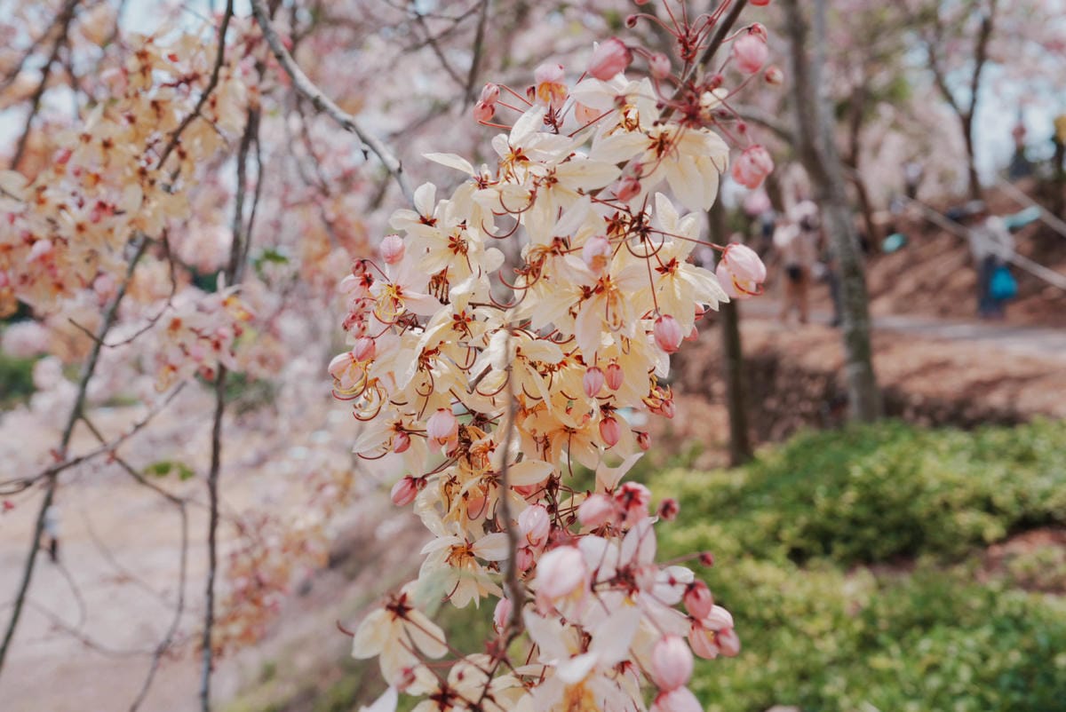 花旗木台南玥園思親步道73.JPG 花旗木台南玥園思親步道73.JPG
