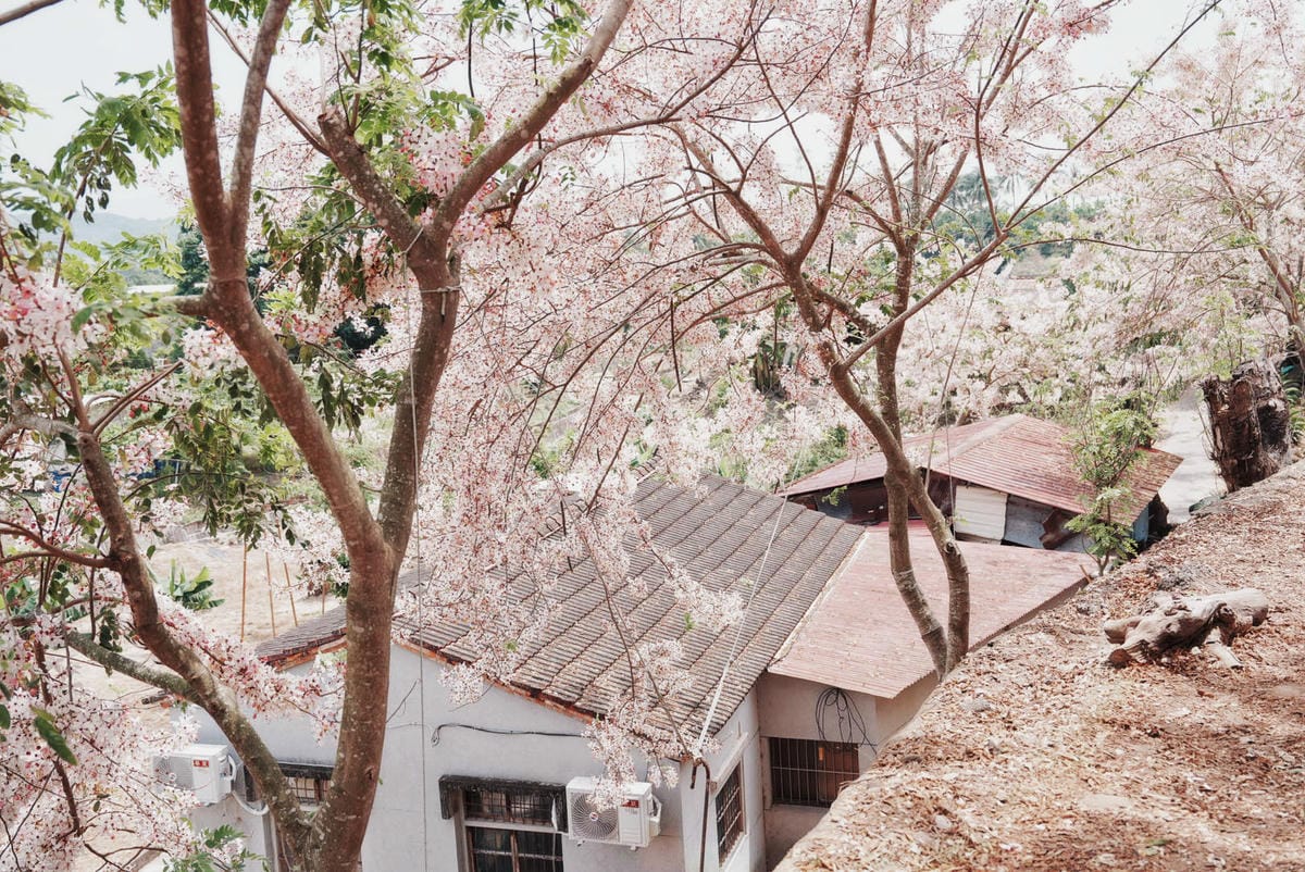 花旗木台南玥園思親步道60.JPG 花旗木台南玥園思親步道60.JPG