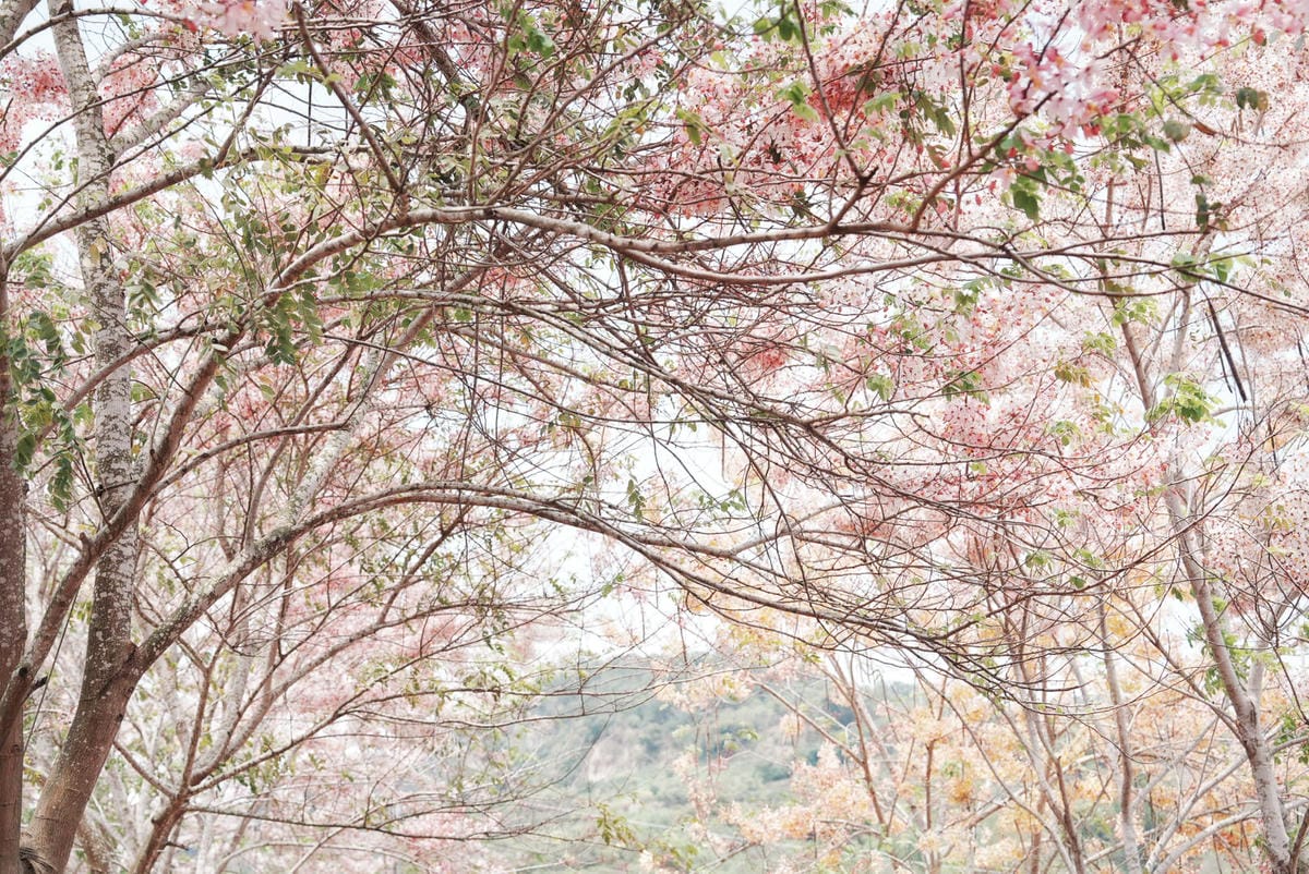 花旗木台南玥園思親步道70.JPG 花旗木台南玥園思親步道70.JPG