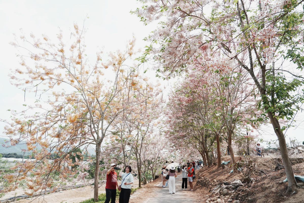 花旗木台南玥園思親步道22.JPG 花旗木台南玥園思親步道22.JPG