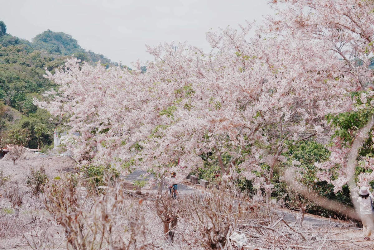 花旗木台南玥園思親步道28.JPG 花旗木台南玥園思親步道28.JPG