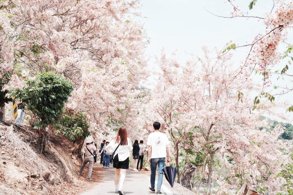 花旗木台南玥園思親步道48.JPG 花旗木台南玥園思親步道48.JPG