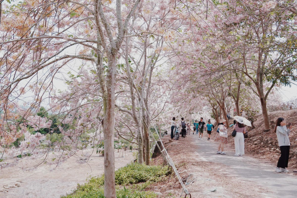 花旗木台南玥園思親步道21.JPG 花旗木台南玥園思親步道21.JPG