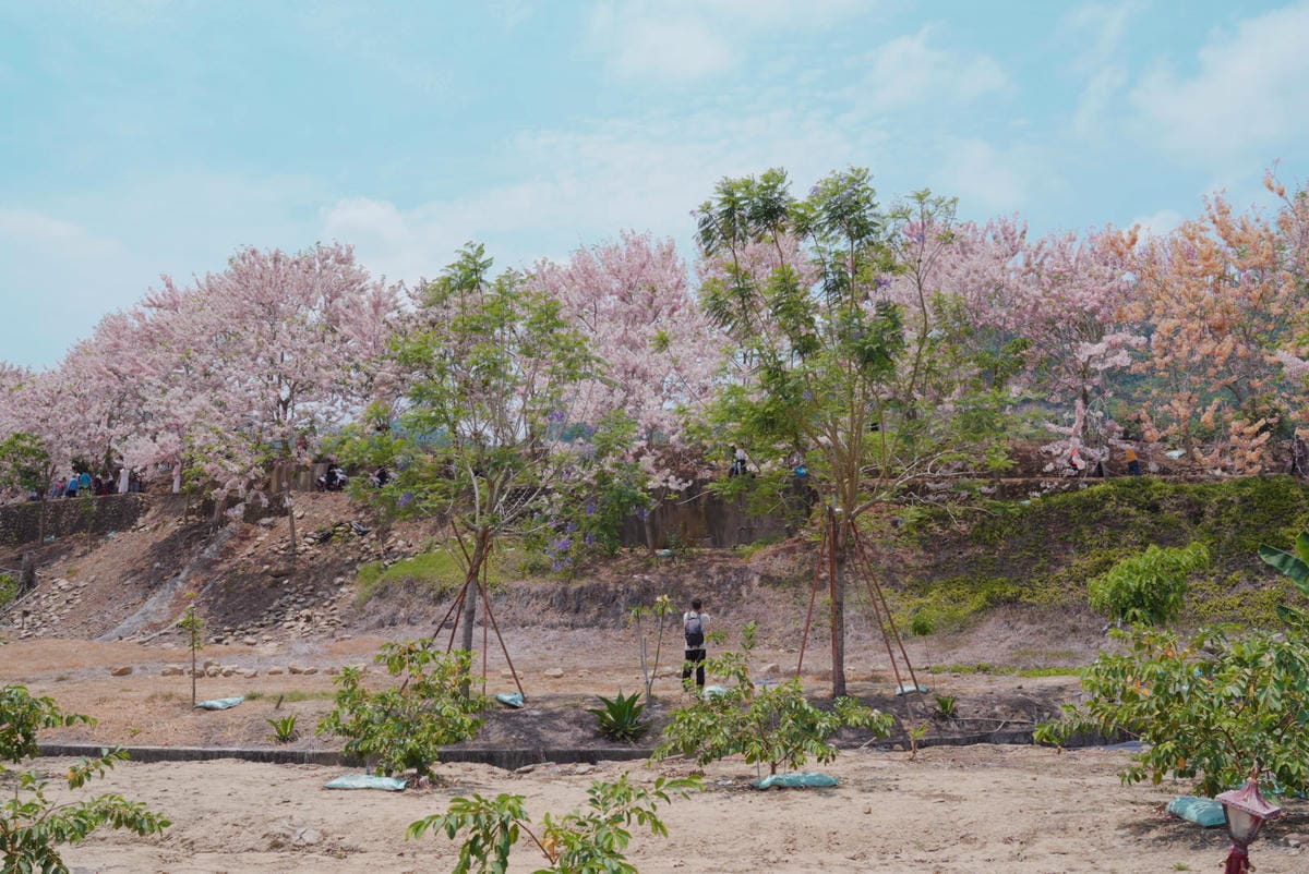 花旗木台南玥園思親步道76.JPG 花旗木台南玥園思親步道76.JPG