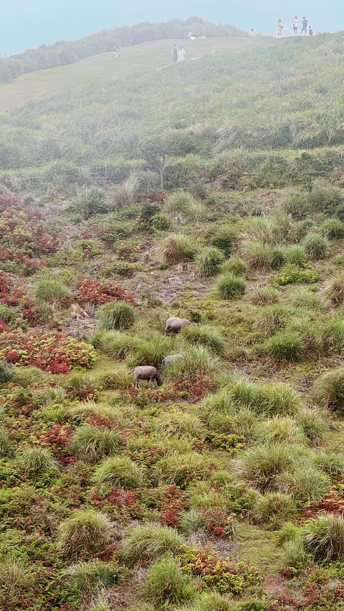 陽明山