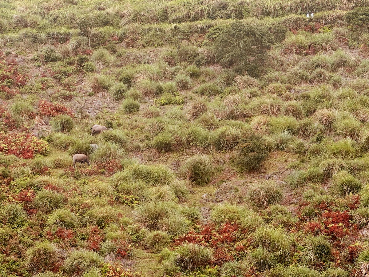 陽明山