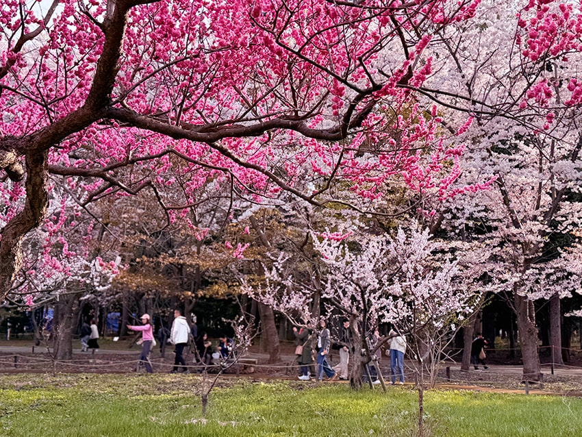 北海道神宮櫻花季|札幌賞櫻景點推薦,櫻花大道與梅花一次收藏 - 第21張圖 北海道神宮櫻花季|札幌賞櫻景點推薦,櫻花大道與梅花一次收藏