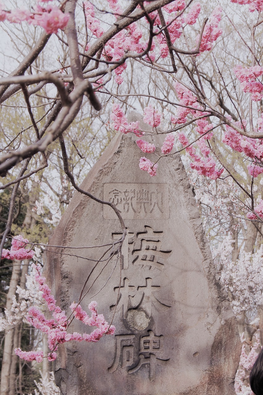 北海道神宮櫻花季|札幌賞櫻景點推薦,櫻花大道與梅花一次收藏 - 第18張圖 北海道神宮櫻花季|札幌賞櫻景點推薦,櫻花大道與梅花一次收藏