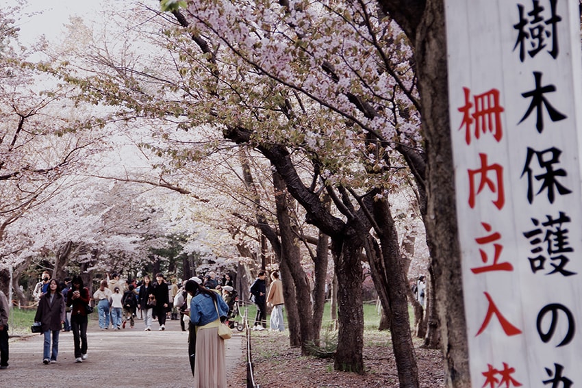 北海道神宮櫻花季|札幌賞櫻景點推薦,櫻花大道與梅花一次收藏 - 第17張圖 北海道神宮櫻花季|札幌賞櫻景點推薦,櫻花大道與梅花一次收藏