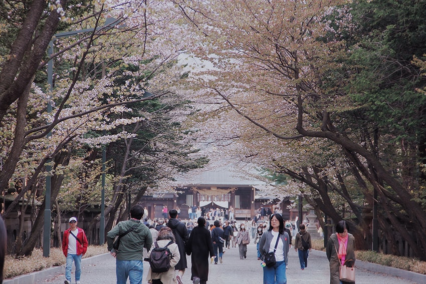 北海道神宮櫻花季|札幌賞櫻景點推薦,櫻花大道與梅花一次收藏 - 第14張圖 北海道神宮櫻花季|札幌賞櫻景點推薦,櫻花大道與梅花一次收藏