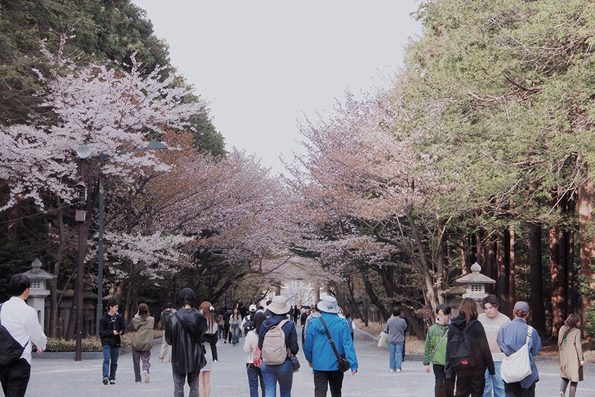 北海道神宮櫻花季|札幌賞櫻景點推薦,櫻花大道與梅花一次收藏 - 第13張圖 北海道神宮櫻花季|札幌賞櫻景點推薦,櫻花大道與梅花一次收藏